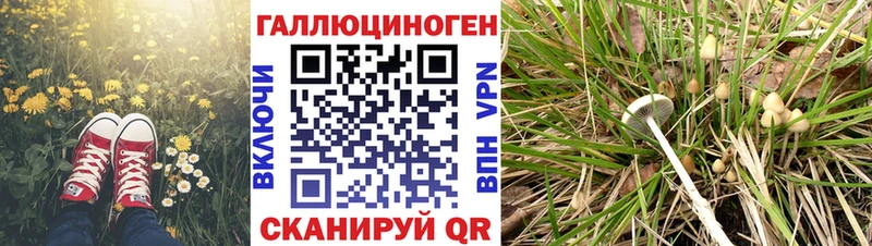Псилоцибиновые грибы Psilocybine cubensis купить Междуреченск