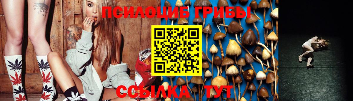 Галлюциногенные грибы Psilocybe Междуреченск